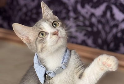 Cuddle kittens in the whimsical Sydney’s Cat Lounge